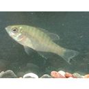 Lepomis macrochirus macrochirus Rafinesque, 1819