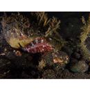 Epinephelus areolatus (Forsskal, 1775)