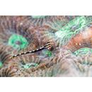 Eviota sebreei Jordan et Seale, 1906