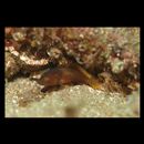 Epinephelus akaara (Temminck et Schlegel, 1842)