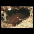 Epinephelus akaara (Temminck et Schlegel, 1842)