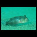 Iniistius pentadactylus (Linnaeus, 1758)