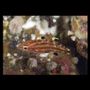 Bodianus leucostictus (Bennett, 1831)