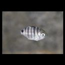 Abudefduf septemfasciatus (Cuvier, 1830)