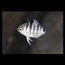 Abudefduf septemfasciatus (Cuvier, 1830)