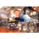 Pomacentrus coelestis Jordan et Starks, 1901