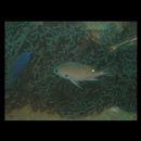 Chromis fumea (Tanaka, 1917)