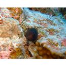 Gymnothorax pindae Smith, 1962