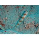 Amblyeleotris arcupinna Mohlmann et Munday, 1999