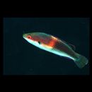 Cirrhilabrus katherinae Randall, 1992