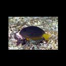 Acanthurus lineatus (Linnaeus, 1758)