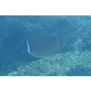 Chaetodon auripes Jordan et Snyder, 1901