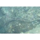 Syngnathoides biaculeatus (Bloch, 1785)