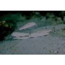 Upeneus tragula Richardson, 1846