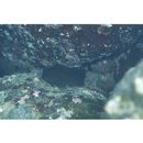 Cirripectes filamentosus (Alleyne et Macleay, 1877)