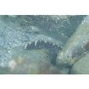 Cryptocentrus maudae Fowler, 1937