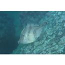 Monacanthus chinensis (Osbeck, 1765)