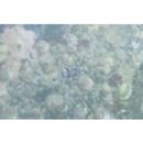 Apogonichthyoides sialis (Jordan et Thompson, 1914)