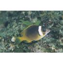 Scolopsis vosmeri (Bloch, 1792)