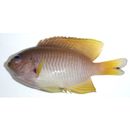 Pomacentrus amboinensis Bleeker, 1868