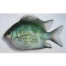 Amblyglyphidodon curacao (Bloch, 1787)