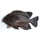 Pomacentrus brachialis Cuvier, 1830