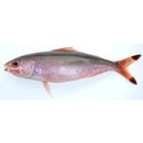 ワンストライプ・フュージラー