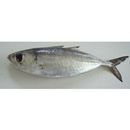 Selar crumenophthalmus (Bloch, 1793)