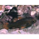 Fowleria marmorata (Alleyne et Macleay, 1877)