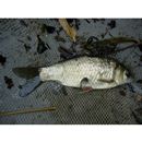 Carassius auratus langsdorfii Temminck et Schlegel, 1846