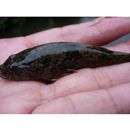 Odontobutis obscura (Temminck et Schlegel, 1845)