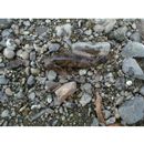 Cottus pollux Gunther, 1873