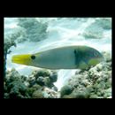 Halichoeres trimaculatus (Quoy et Gaimard, 1834)