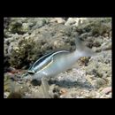 Scolopsis trilineatus Kner, 1868