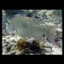 Lethrinus harak (Forsskal, 1775)