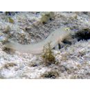 Valenciennea sexguttata (Valenciennes, 1837)