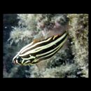 Grammistes sexlineatus (Thunberg, 1792)