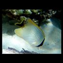 Chaetodon trifascialis Quoy et Gaimard, 1825