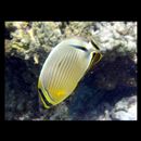 Chaetodon lunulatus Quoy et Gaimard, 1825