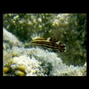 Halichoeres marginatus Ruppell, 1835