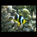 Amphiprion chrysopterus Cuvier, 1830