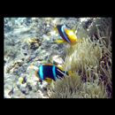 Amphiprion chrysopterus Cuvier, 1830