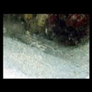 Fusigobius neophytus (Gunther, 1877)