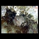 Salarias alboguttatus Kner, 1867