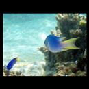 Pomacentrus coelestis Jordan et Starks, 1901