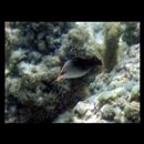 Gomphosus varius Lacepede, 1801