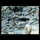 Gomphosus varius Lacepede, 1801