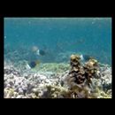 Hemigymnus melapterus (Bloch, 1791)