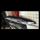 Acanthocybium solandri (Cuvier, 1832)