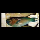 Scarus rubroviolaceus Bleeker, 1847